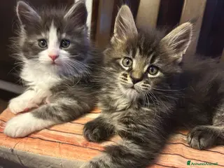 Maine Coon gatti Maschietto Maine Coon - Annuncio 31
