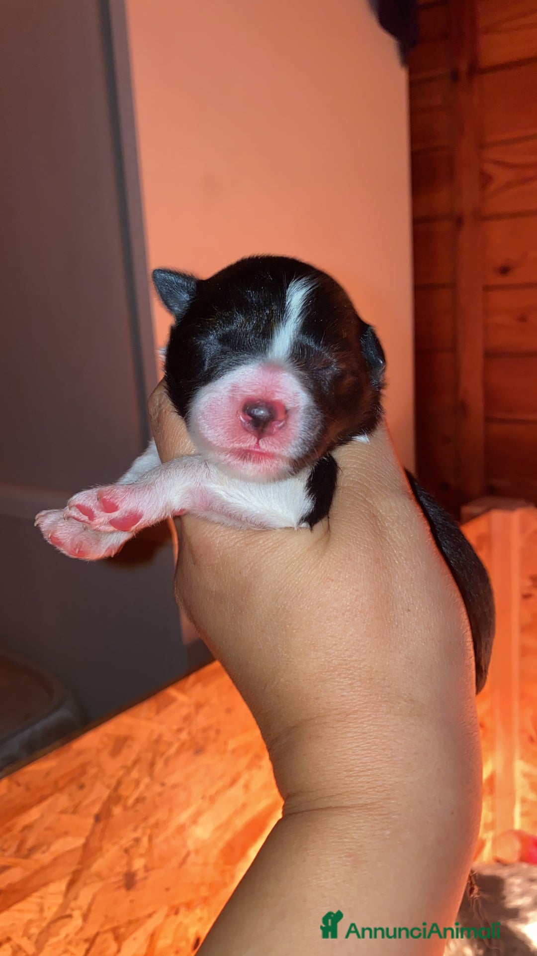 Border Collie cani in vendita: Border collie merle e neri - Annuncio 5