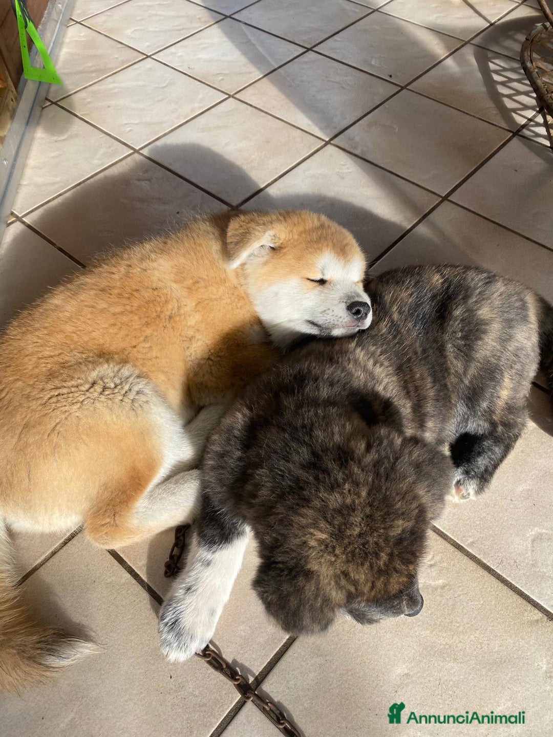 Akita Inu cani in vendita: Cuccioli Akita inu - Annuncio 1