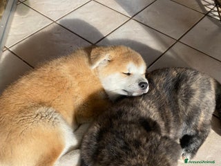 Akita Inu cani Cuccioli Akita inu - Annuncio 3