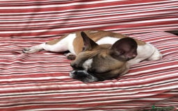 Bulldog Francese cani in vendita: Bouledogue Francese con pedigree - Annuncio 4