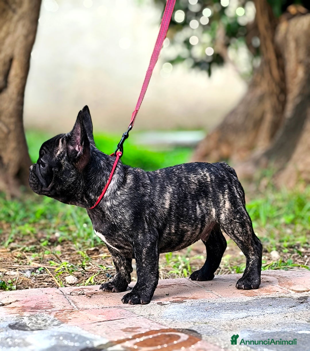 Bulldog Francese cani in vendita: Bulldog francese cuccioli enci a Provincia di Salerno - Annuncio 29