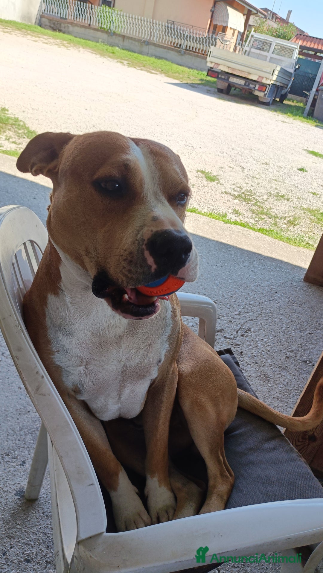 American Staffordshire cani in regalo: Fidanzata per Leo (gratis)  - Annuncio 5