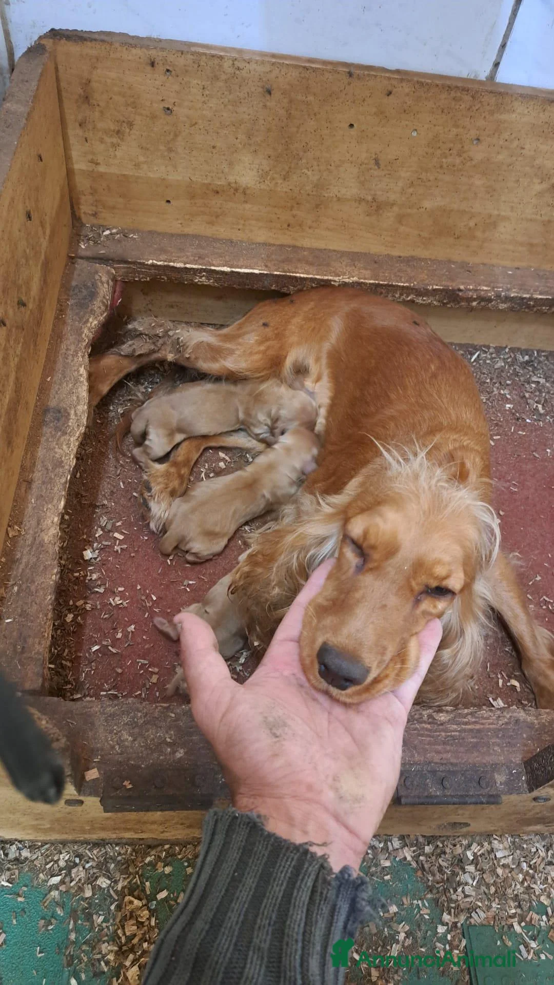 Cocker cani in vendita: NATI OGGI Cuccioli di COCKER - Annuncio 5