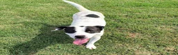 Meticcio cani in regalo: Rosa, un fiore di rara bellezza - Annuncio 1
