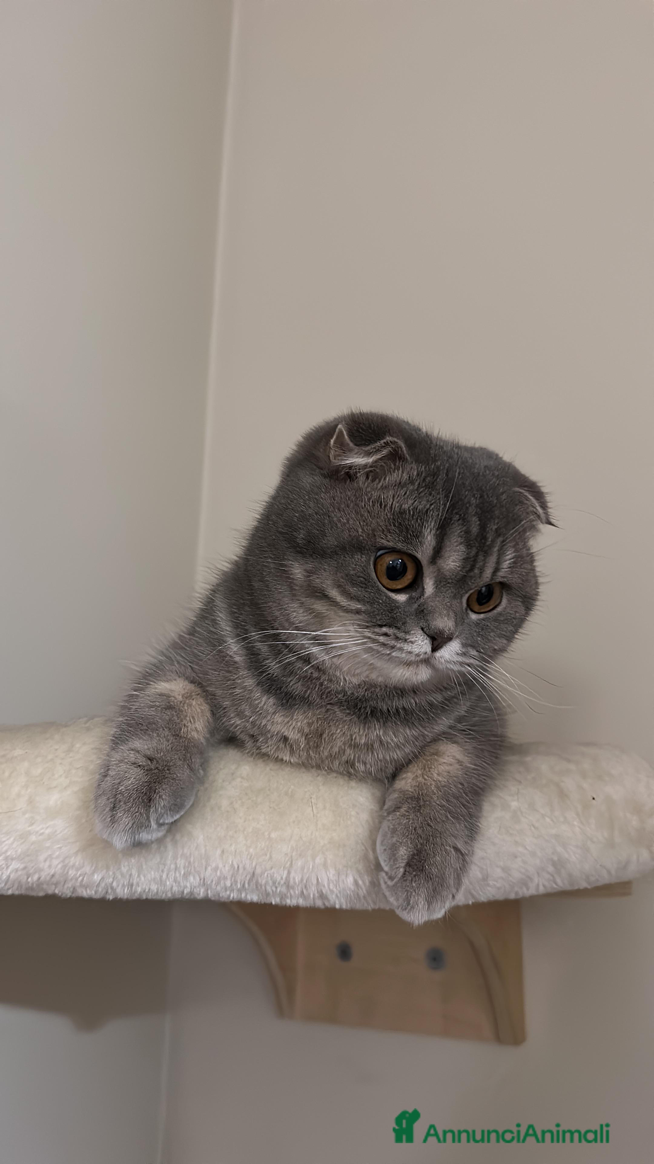 Scottish gatti Cercasi Maschio  - Annuncio 2