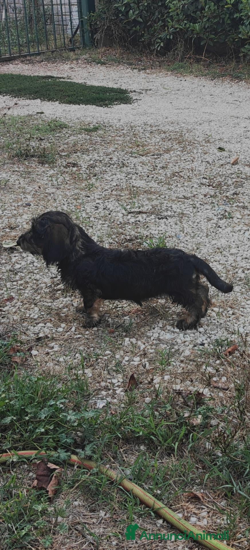 Bassotto Nano cani Ultima cucciola di bassotto a pelo duro - Annuncio 2