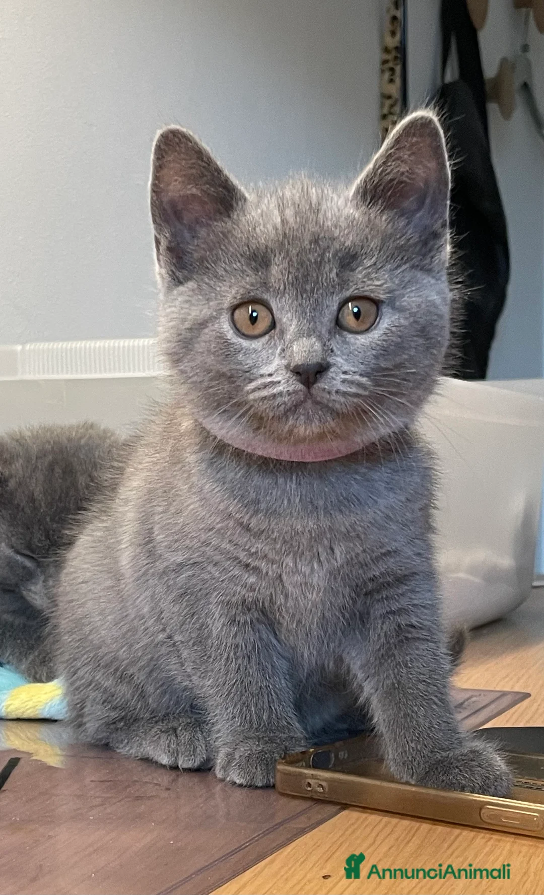 Certosino gatti in vendita: Cucciole femmine chartreux  - Annuncio 3