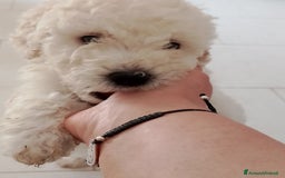 Barboncino cani in vendita: Barboncino Nano a Provincia di Avellino - Immagine 9