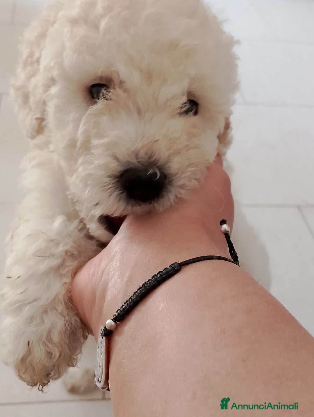 Barboncino cani in vendita: Barboncino Nano a Provincia di Avellino - Immagine 9