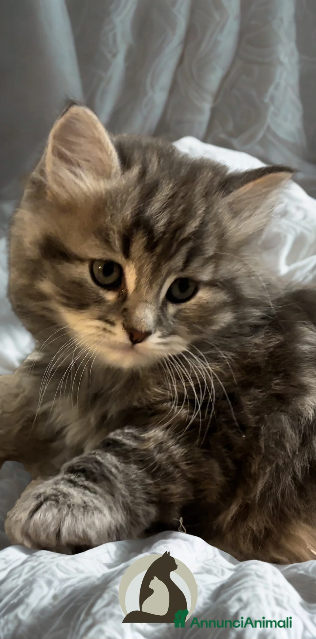 Siberiano gatti in vendita: Siberiano gattino ipoallergenico - Annuncio 3