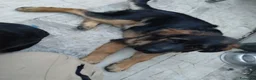 Meticcio cani in regalo: CUCCIOLO a Città metropolitana di Milano - Annuncio 4
