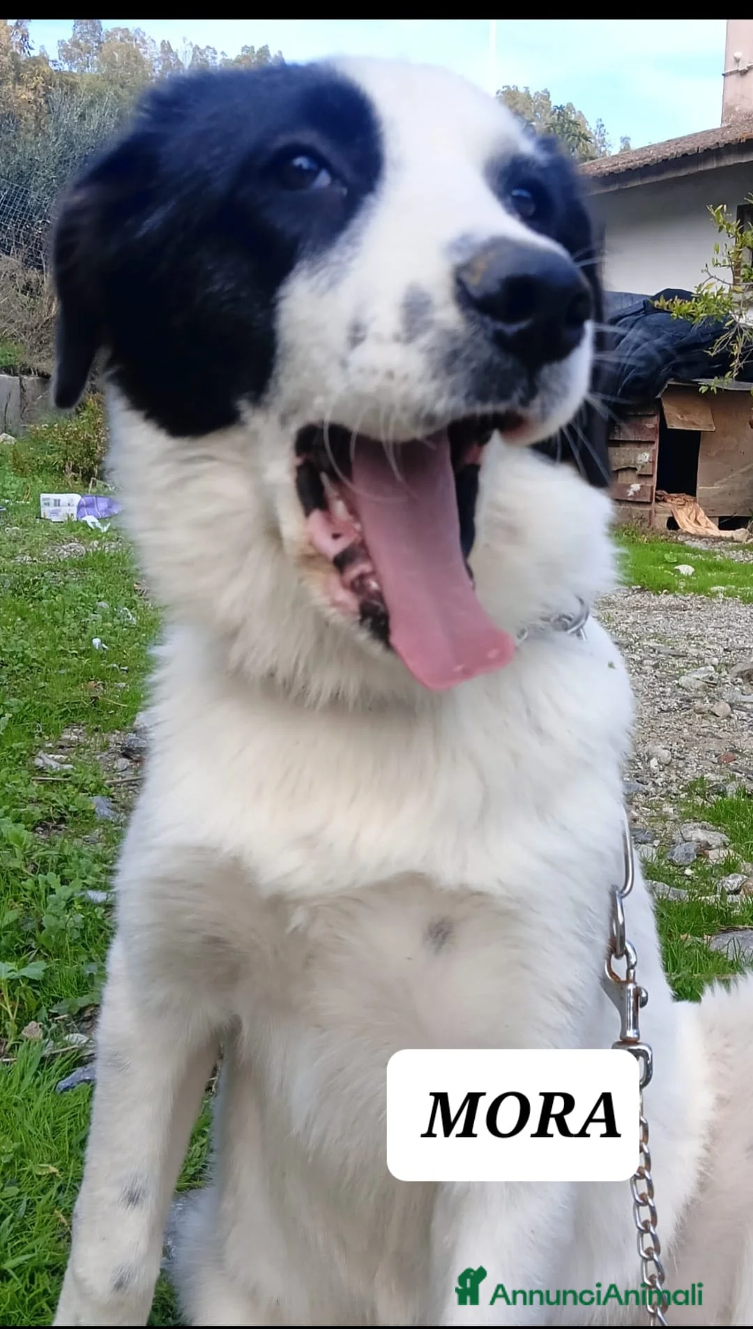 Meticcio cani in regalo: Mora bella tranquilla dolcissima - Annuncio 2