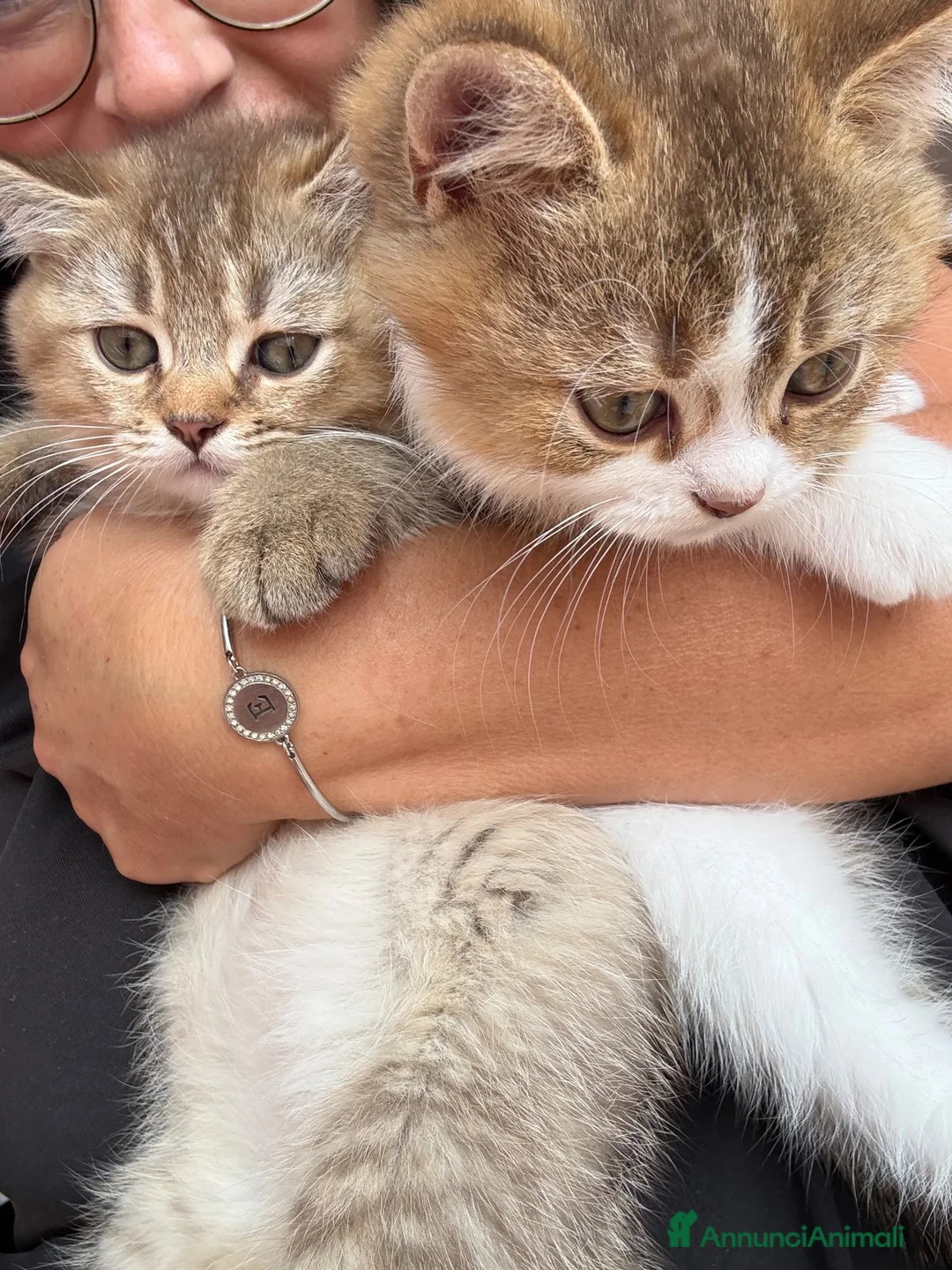 British gatti in vendita: meravigliosi cuccioli gattini British Shorthair  a Città Metropolitana di Torino - Annuncio 1