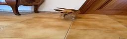 Chihuahua cani in regalo: Maya, Chihuahua in Canile a Rovigo - Annuncio 3