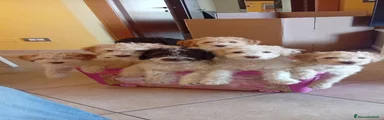 Lagotto 1