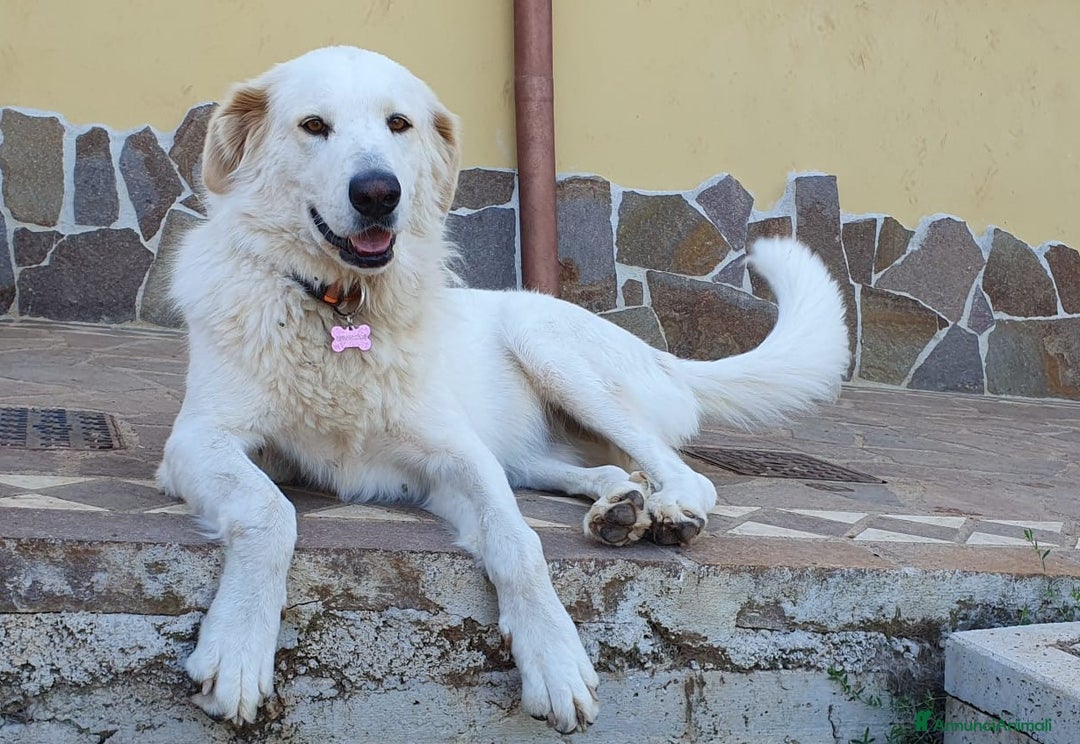 Pastore Maremmano cani in regalo: ROSETTA,giocherellona e sguardo fiero a Pomezia - Immagine 13