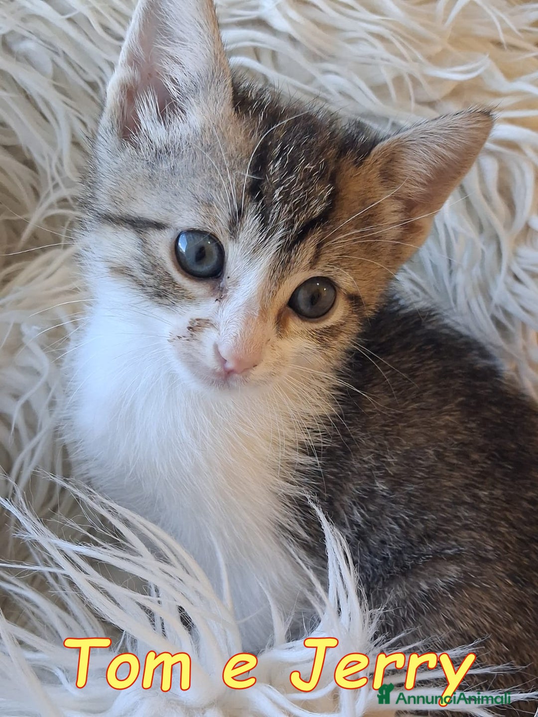Europeo gatti in regalo: Tom e Jerry dolcissimi gattini - Annuncio 3
