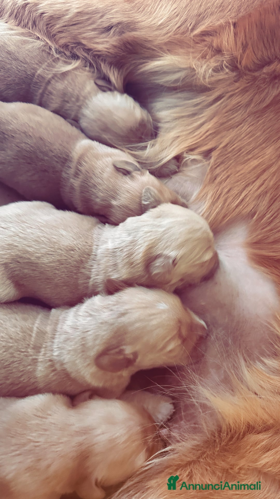 Golden Retriever cani in vendita: Golden retriver americano  - Annuncio 2