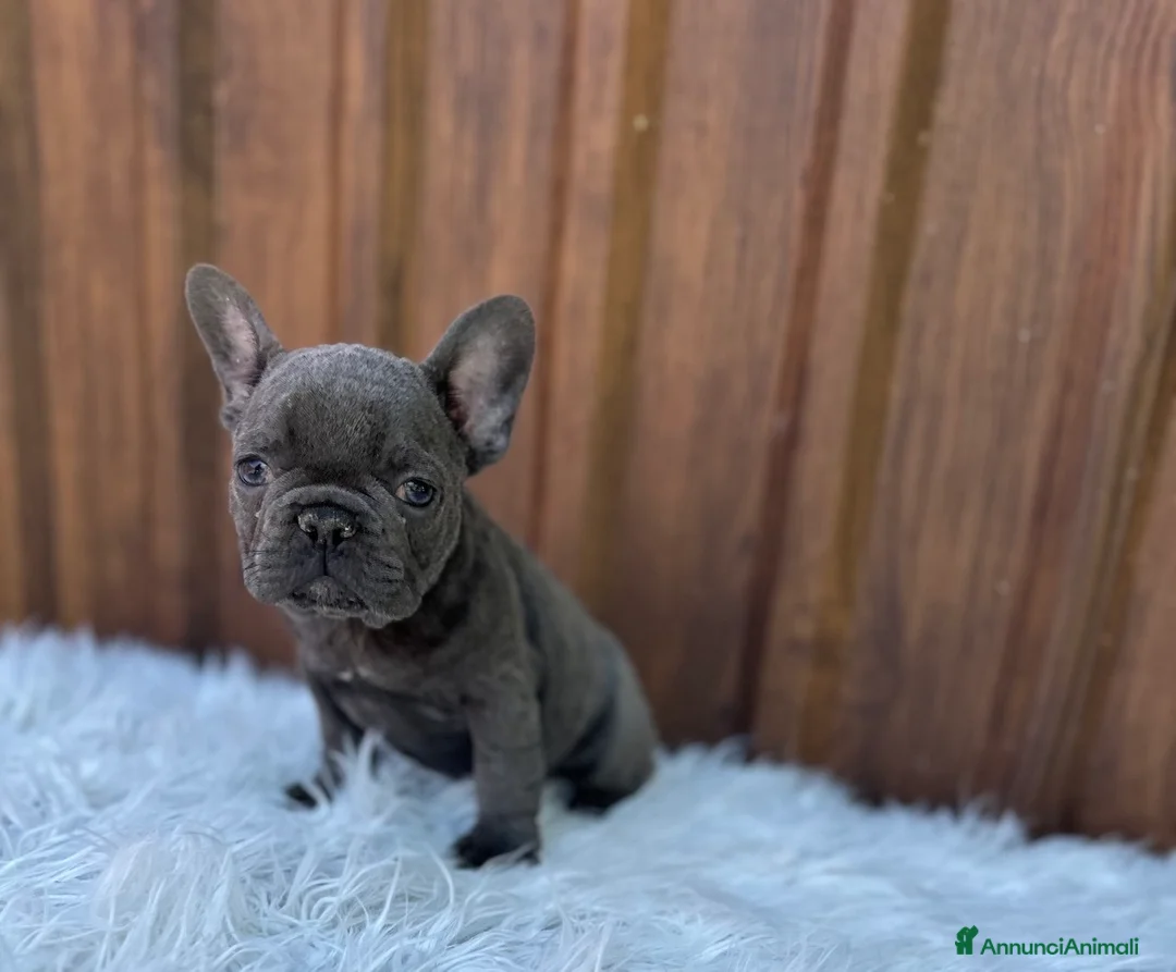 Bulldog Francese cani in vendita: Bulldog francese blu and tan - Annuncio 1