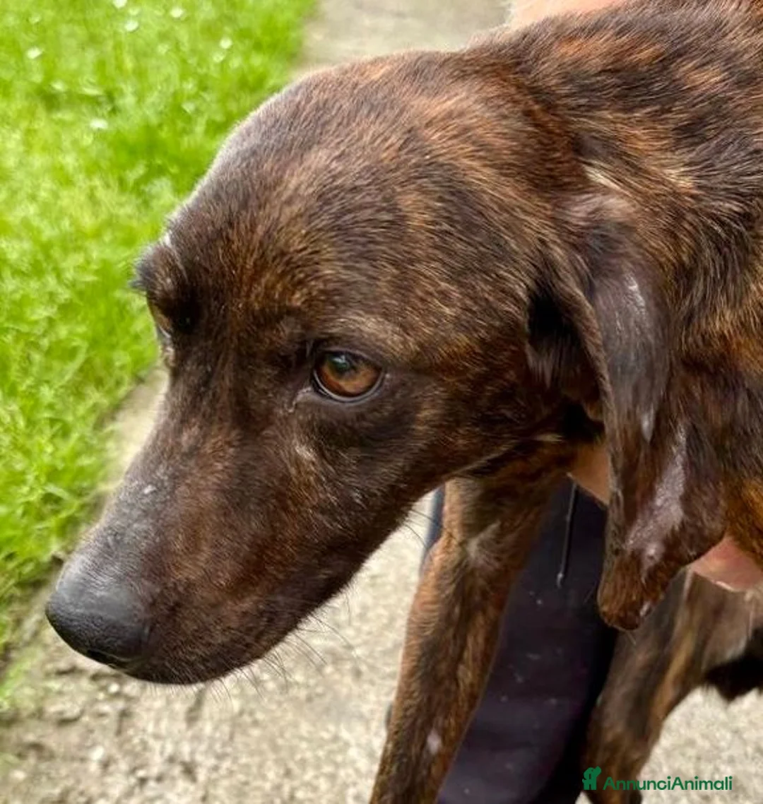 Meticcio cani in regalo: ZOE dolce ed affettuosa tg mediopicc. a Città Metropolitana di Firenze - Annuncio 2