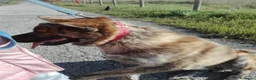 Meticcio cani in regalo: Meticcio giocarellone a Provincia di Macerata - Annuncio 3