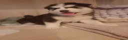Husky cani in vendita: Cuccioli di siberian husky - Annuncio 12