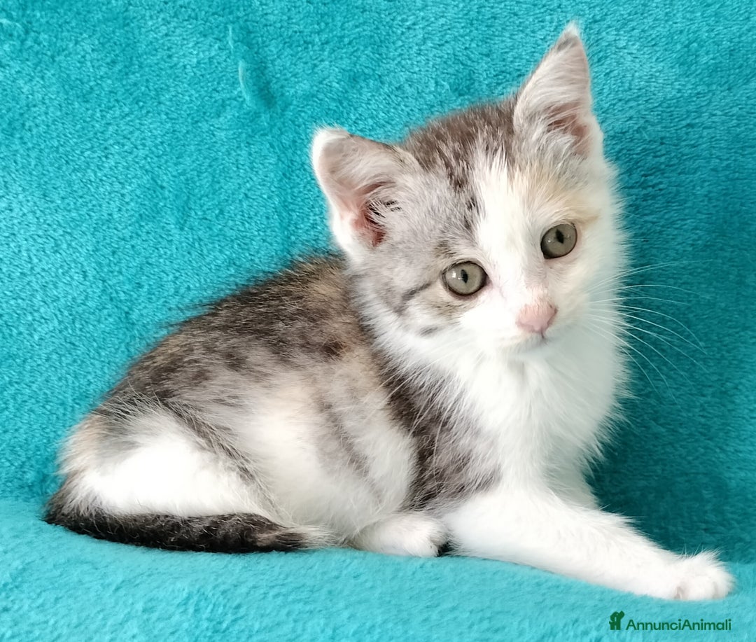 Europeo gatti in regalo: Simpatica micina tricolore - Annuncio 6