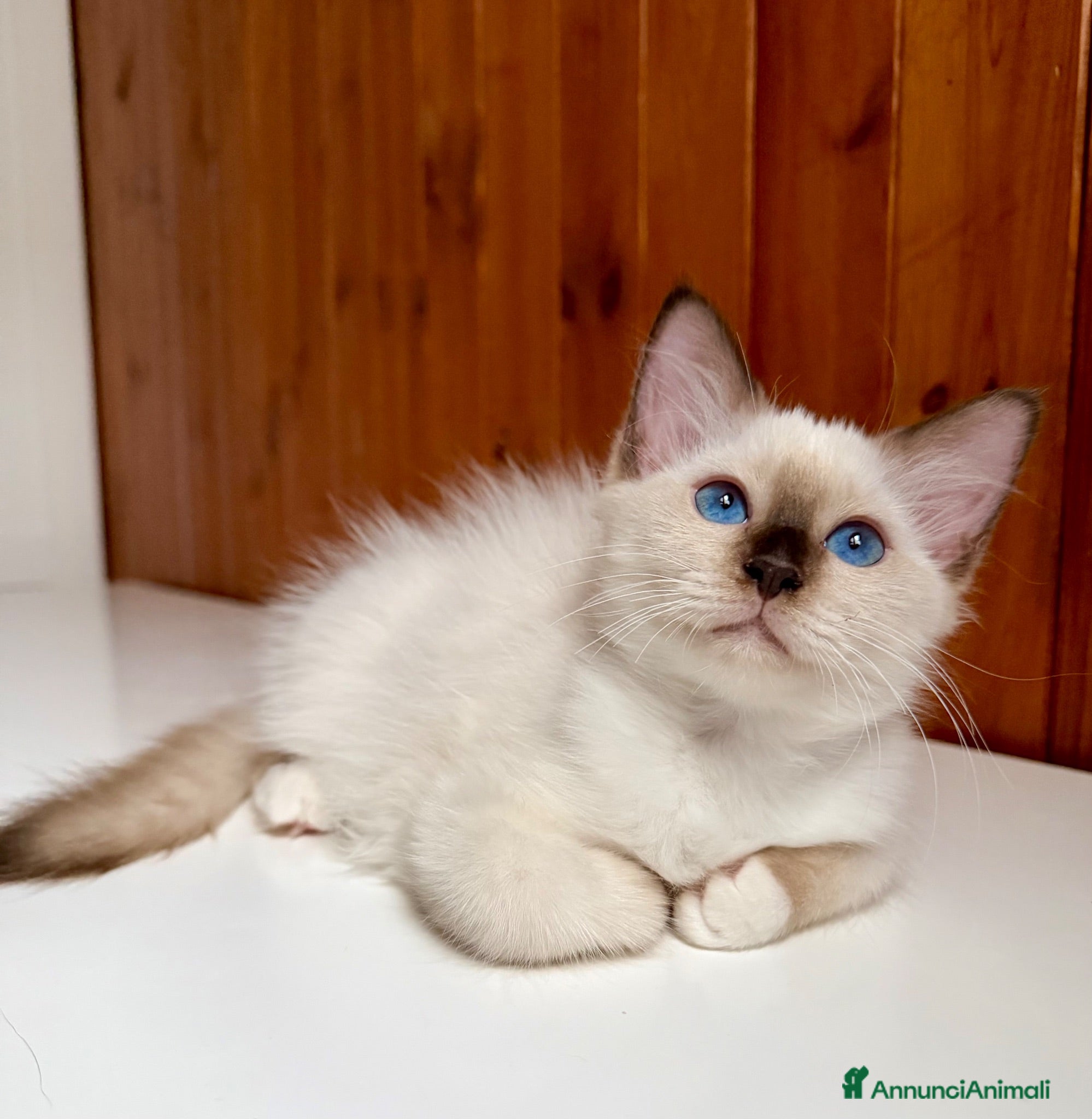 Sacro di Birmania gatti Cuccioli di gatto sacro di Birmania  - Annuncio 1