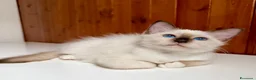 Sacro di Birmania gatti in vendita: Cuccioli di gatto sacro di Birmania  - Annuncio 1