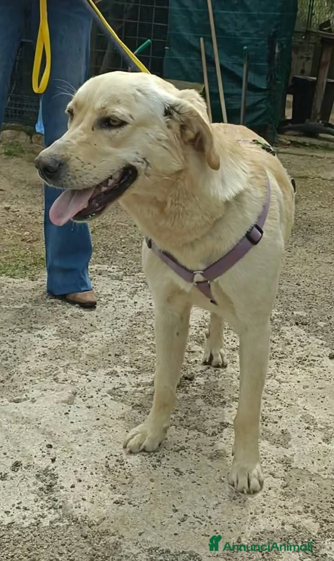 Meticcio cani in regalo: DIEGO, 2 anni, simil labrador, dolcissimo - Annuncio 1