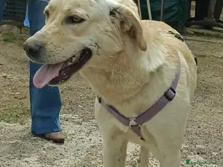 Meticcio cani DIEGO, 2 anni, simil labrador, dolcissimo - Annuncio 1