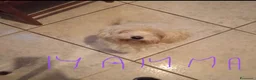 Maltese cani in vendita: 2 cuccioli di Maltese  - Annuncio 2