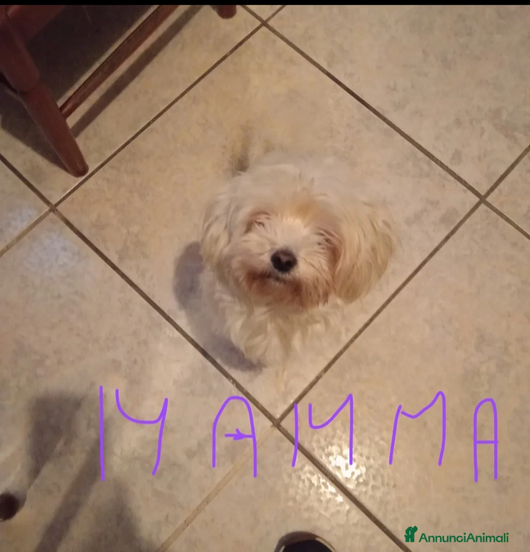 Maltese cani in vendita: 2 cuccioli di Maltese  - Annuncio 2