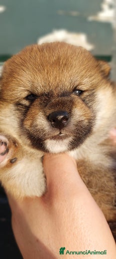 Immagine della galleria {{count}}