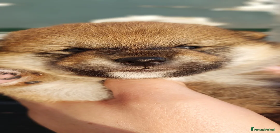 Immagine della galleria {{count}}