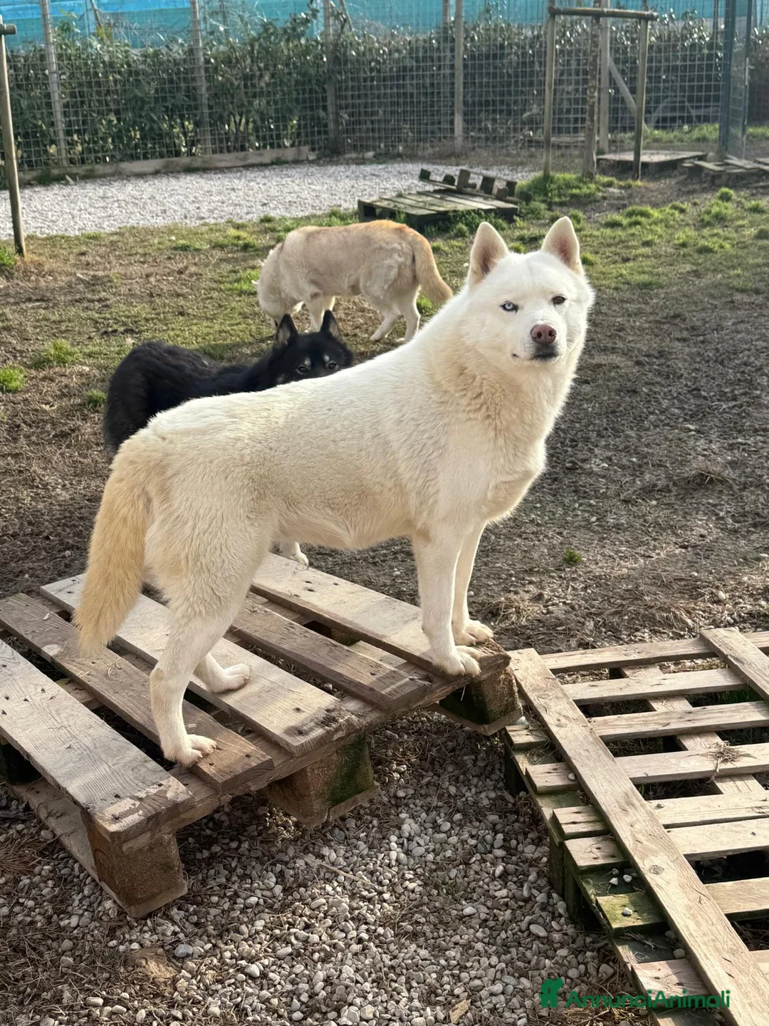 Husky cani in vendita: Cuccioli di siberian husky con pedigree  - Annuncio 5