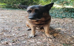 Pastore Tedesco cani in vendita: Cuccioli figli di pastori tedeschi perfetti a Città metropolitana di Roma Capitale - Immagine 6