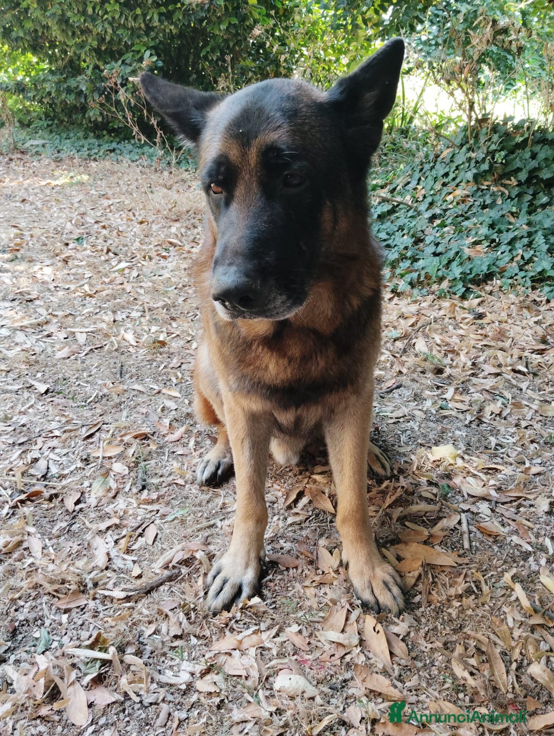 Pastore Tedesco cani in vendita: Cuccioli figli di pastori tedeschi perfetti a Città metropolitana di Roma Capitale - Immagine 6