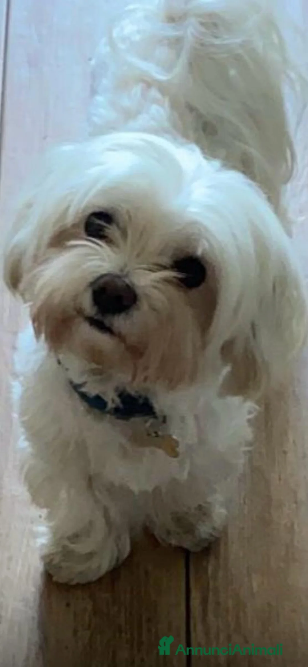 Maltese cani per accoppiamento: Cerco fidanzatina per Maltese a Città metropolitana di Roma Capitale - Annuncio 2