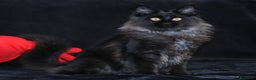 Maine Coon gatti in vendita: Cucciola Black Smoke - Pedigree ANFI - Annuncio 4