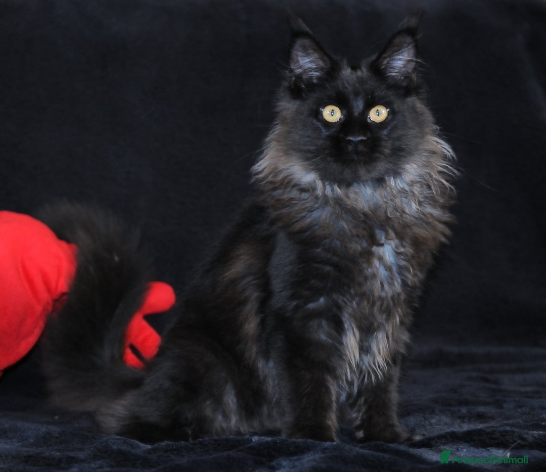 Maine Coon gatti in vendita: Cucciola Black Smoke - Pedigree ANFI - Annuncio 4