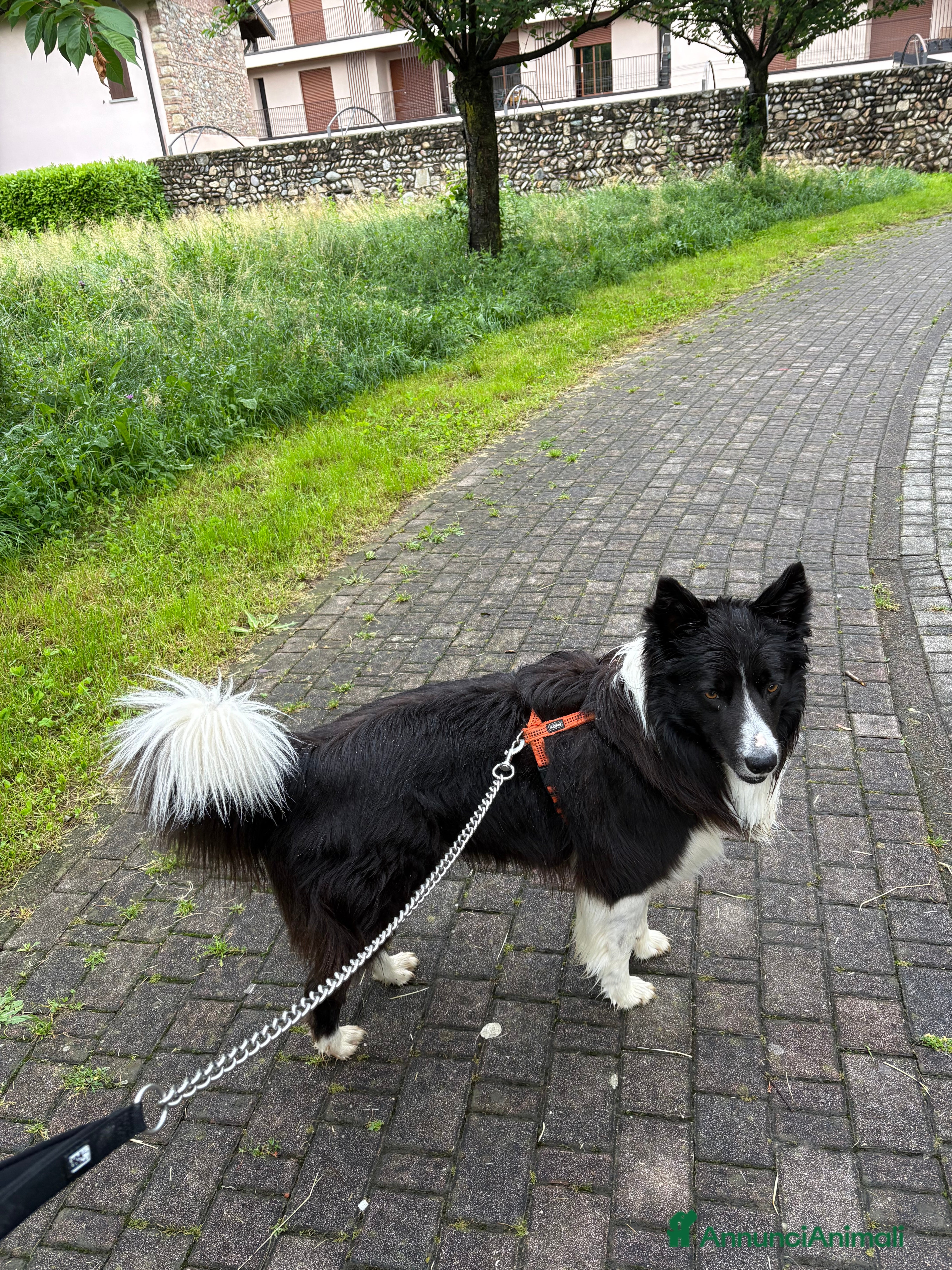 Border Collie cani Blacky cerca fidanzata ☺️🙃per i cuccioli  - Annuncio 2