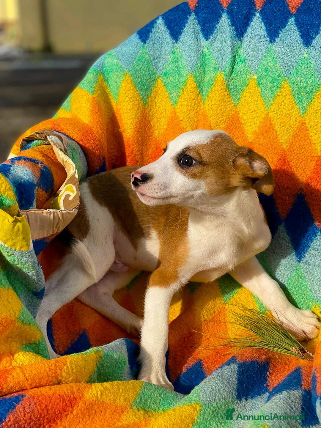 Meticcio cani in regalo: DONATO 💙 -cucciolo.Come non riempirlo di coccole? a Provincia di Asti - Annuncio 11