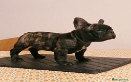 Bulldog Francese cani in vendita: Bulldog francese maschio - Immagine 2