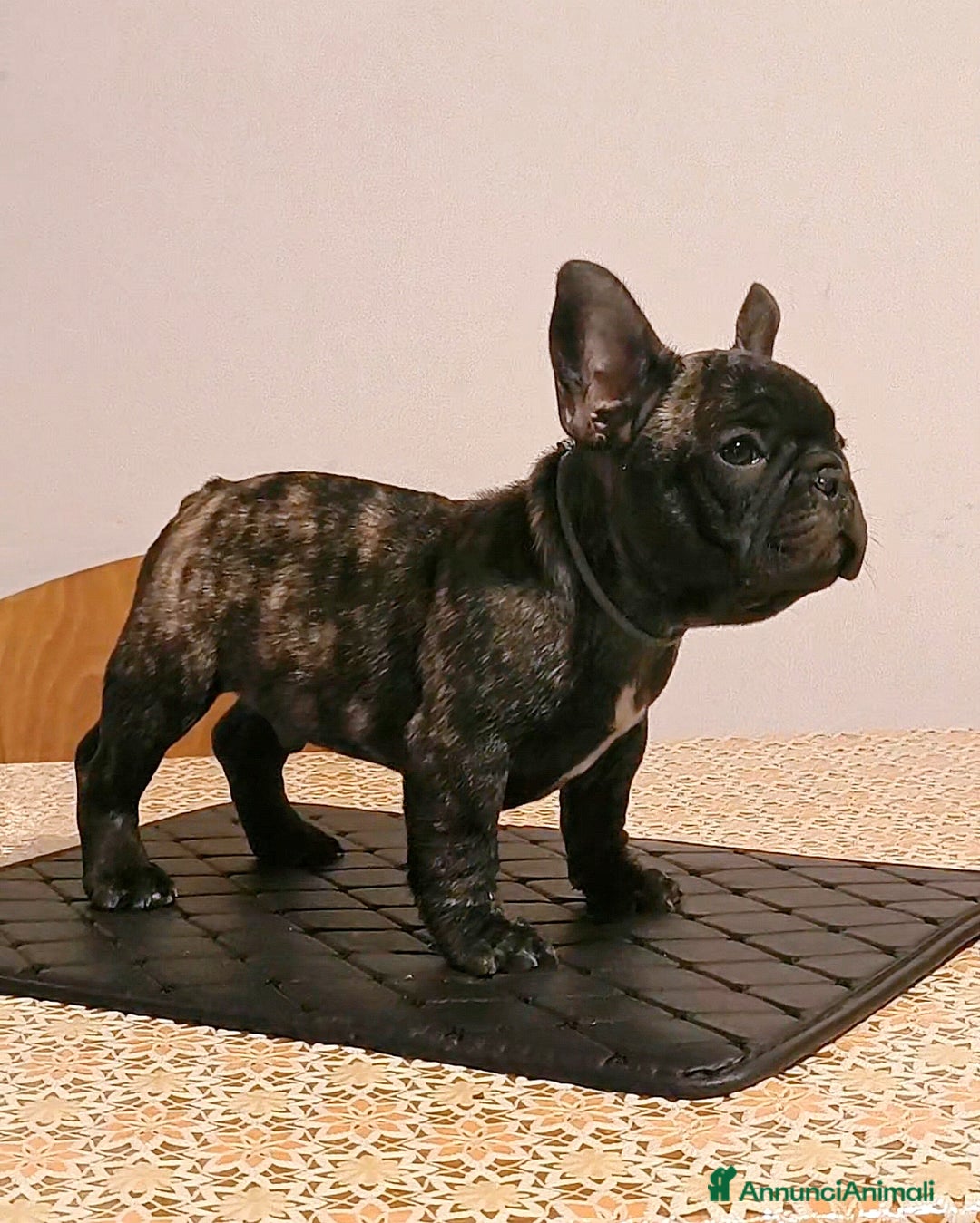 Bulldog Francese cani in vendita: Bulldog francese maschio - Immagine 2