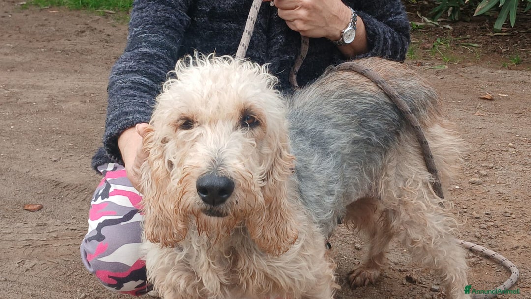 Spinone cani in regalo: CARA E DOLCE GINEVRA CHI TI HA FATTO COSI MALE? - Annuncio 4