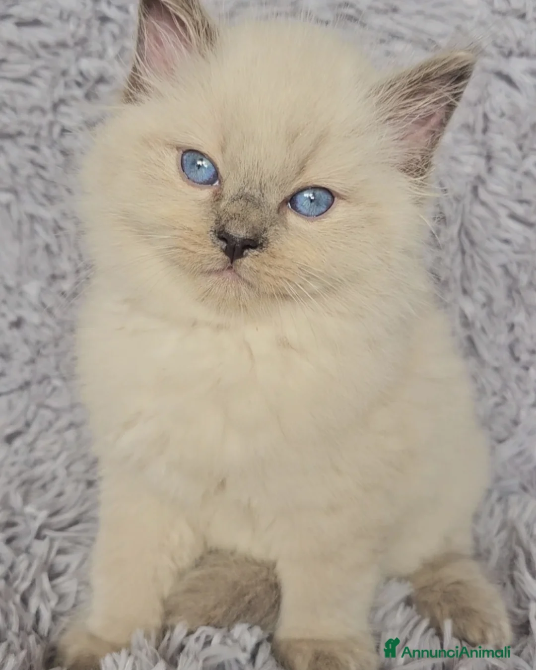 Immagine della galleria {{count}}