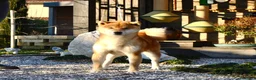 Shiba Inu cani in vendita: Cuccioli SHIBA INU  - Annuncio 20