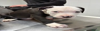 Pitbull Cucciolo 3 - maschio